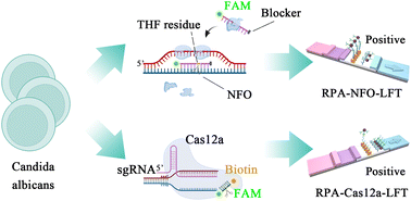 Graphical abstract: Development and evaluation of RPA-NFO-LFT and RPA-Cas12a-LFT systems for the detection of Candida albicans