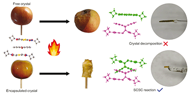 Graphical abstract: Forced topochemistry of a solid-state Diels–Alder reaction by encapsulation in epoxy glue