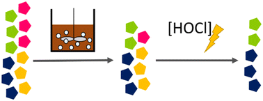 Graphical abstract: Selective elimination of enterovirus genotypes by activated sludge and chlorination