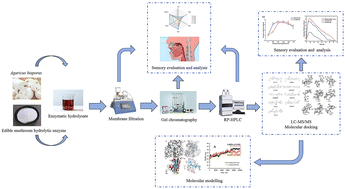 Graphical abstract: Exploring novel Kokumi peptides in Agaricus bisporus: selection, identification, and tasting mechanism investigation through sensory evaluation and computer simulation analysis