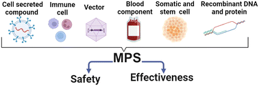 Graphical abstract: Progress in developing microphysiological systems for biological product assessment