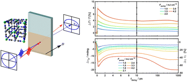 Graphical abstract: Ultrafast magnetisation dynamics in a chromium-based Prussian blue analogue