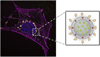 Graphical abstract: Dual-color core–shell silica nanosystems for advanced super-resolution biomedical imaging