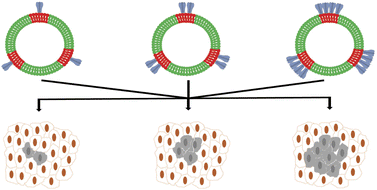 Graphical abstract: Tuning of TRAIL clustering on the surface of nanoscale liposomes by phase separation