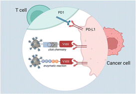 Graphical abstract: AGuIX nanoparticle-nanobody bioconjugates to target immune checkpoint receptors