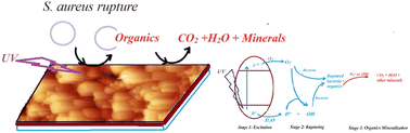 Graphical abstract: TiO2 nanopowder and nanofilm catalysts in the disinfection and mineralization of S. aureus with solar-simulated radiation