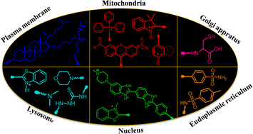 Graphical abstract: Organelle-targeting ratiometric fluorescent probes: design principles, detection mechanisms, bio-applications, and challenges