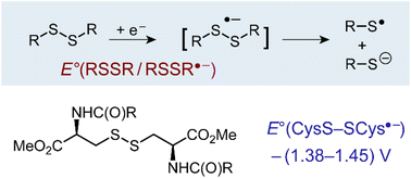 Graphical abstract: Disulfide radical anion as a super-reductant in biology and photoredox chemistry