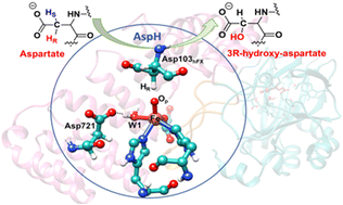 Graphical abstract: Unusual catalytic strategy by non-heme Fe(ii)/2-oxoglutarate-dependent aspartyl hydroxylase AspH
