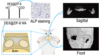 Graphical abstract: Green synthesis of metal–organic framework loaded dexamethasone on wood aerogels for enhanced cranial bone regeneration