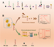 Graphical abstract: Construction of an electrochemical–fluorescent dual-mode sensor with a dual-mode signal AgNC probe synthesized from cytosine-rich DNA for OTA detection