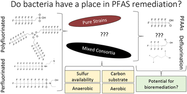 Graphical abstract: Bacterial transformation of per- and poly-fluoroalkyl substances: a review for the field of bioremediation