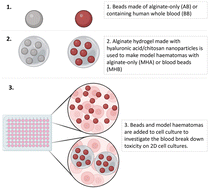 Graphical abstract: Developing an in vitro model of haematoma for study of intracerebral haemorrhage