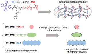 Graphical abstract: Preparation of viromimetic rod-like nanoparticle vaccines (RLNVax) and study of their humoral immune activation efficacy