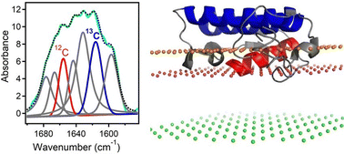 Graphical abstract: Analysis of protein–protein and protein–membrane interactions by isotope-edited infrared spectroscopy