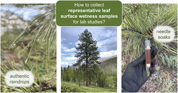 Graphical abstract: Development of a sampling protocol for collecting leaf surface material for multiphase chemistry studies