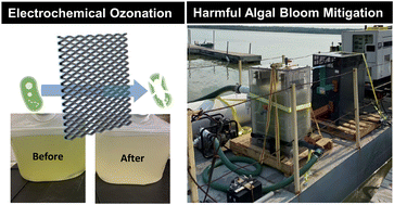 Graphical abstract: Emerging investigator series: mitigation of harmful algal blooms by electrochemical ozonation: from bench-scale studies to field applications