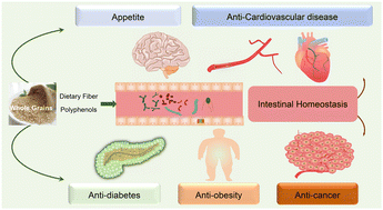 Graphical abstract: Dietary fiber and polyphenols from whole grains: effects on the gut and health improvements