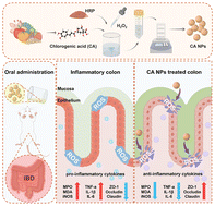 Graphical abstract: Construction of chlorogenic acid nanoparticles for effective alleviation of ulcerative colitis