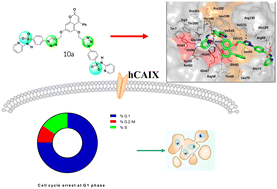 Graphical abstract: Design and synthesis of chromene-1,2,3-triazole benzene sulfonamide hybrids as potent carbonic anhydrase-IX inhibitors against prostate cancer
