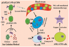 Graphical abstract: CD56-targeted in vivo genetic engineering of natural killer cells mediates immunotherapy for acute myeloid leukemia