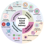 Graphical abstract: Rational design of polymer-based mRNA delivery systems for cancer treatment