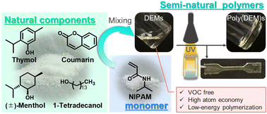 Graphical abstract: Natural deep eutectics: expanding green solvents for thermally-/photo-induced polymerization of N-isopropylacrylamide toward key components for sustainable production of semi-natural polymers