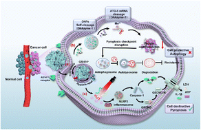 Graphical abstract: A dynamic cascade DNA nanocomplex to synergistically disrupt the pyroptosis checkpoint and relieve tumor hypoxia for efficient pyroptosis cancer therapy