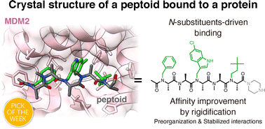 Graphical abstract: A high-resolution structural characterization and physicochemical study of how a peptoid binds to an oncoprotein MDM2
