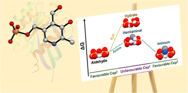 Graphical abstract: Key structural features to favour imines over hydrates in water: pyridoxal phosphate as a muse