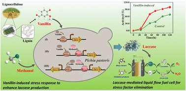 Graphical abstract: Improving heterologous expression of laccase by Pichia pastoris via vanillin-induced stress response and its application for removing inhibitors of lignocellulose hydrolysate