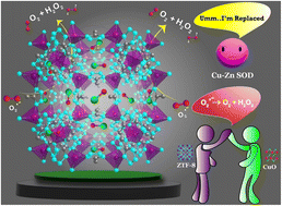 Graphical abstract: Biomimetic CuO/ZTF-8 nanozyme-based neoteric sensor for the selective detection of superoxide anions