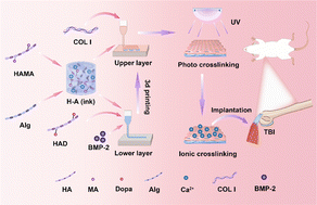 Graphical abstract: 3D-printed biomimetic scaffolds loaded with ADSCs and BMP-2 for enhanced rotator cuff repair