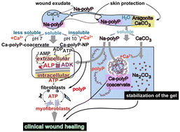 Graphical abstract: Liquid–liquid phase transition as a basis for novel materials for skin repair and regeneration