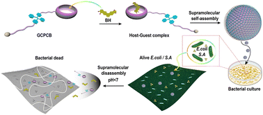 Graphical abstract: A guanidiniocarbonyl-pyrrole functionalized cucurbit[7]uril derivative as a cytomembrane disruptor for synergistic antibacterial therapy