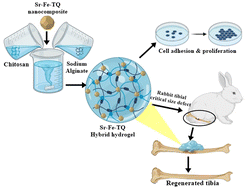 Graphical abstract: Injectable hybrid hydrogel-mediated calcium-sensing receptor (CaSR) activation for enhanced osteogenesis and bone remodeling