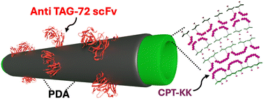 Graphical abstract: A modular, nanoscale platform for the targeted delivery of camptothecin to cancer cells expressing TAG-72