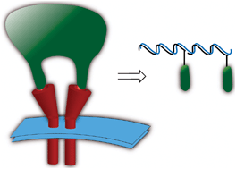 Graphical abstract: Ligand dimerization programmed by hybridization to study multimeric ligand–receptor interactions