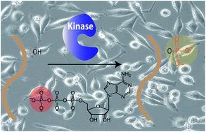 Graphical abstract: Chemical biology toolkit for exploring protein kinase catalyzed phosphorylation reactions