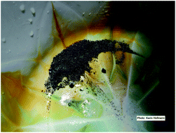 Graphical abstract: Cassiterite fingerprinting by LA-ICP-MS