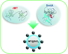 Graphical abstract: Metallothionein isoforms for selective biosorption and preconcentration of cadmium at ultra-trace levels