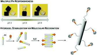 Graphical abstract: pH response and molecular recognition in a low molecular weight peptide hydrogel