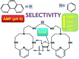 Graphical abstract: Aryl-bis-(scorpiand)-aza receptors differentiate between nucleotide monophosphates by a combination of aromatic, hydrogen bond and electrostatic interactions