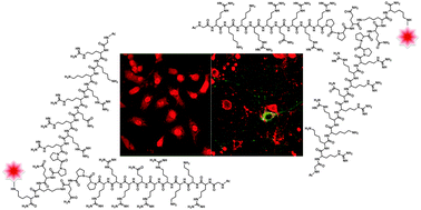 Graphical abstract: Branched dimerization of Tat peptide improves permeability to HeLa and hippocampal neuronal cells