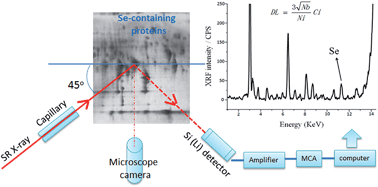 Graphical abstract: Identification and quantification of seleno-proteins by 2-DE-SR-XRF in selenium-enriched yeasts