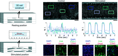 Graphical abstract: Beating heart on a chip: a novel microfluidic platform to generate functional 3D cardiac microtissues