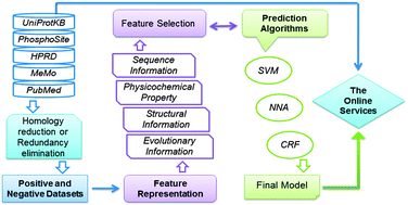 Graphical abstract: Progress and challenges in predicting protein methylation sites