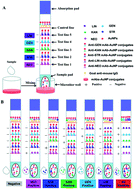 Graphical abstract: Multiplex lateral flow immunoassay for five antibiotics detection based on gold nanoparticle aggregations