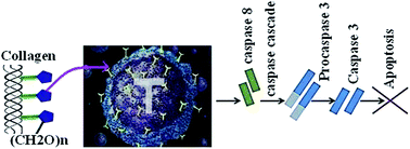 Graphical abstract: Biocompatibility assessment of type-II collagen and its polypeptide for tissue engineering: effect of collagen's molecular weight and glycoprotein content on tumor necrosis factor (Fas/Apo-1) receptor activation in human acute T-lymphocyte leukemia cell line