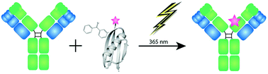 Graphical abstract: Next generation of labeling reagents for quantitative and multiplexing immunoassays by the use of LA-ICP-MS